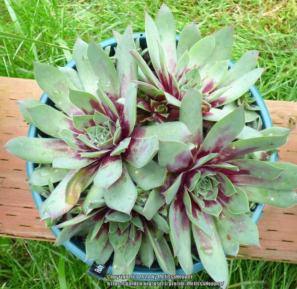 Photo of Hen and Chicks (Sempervivum 'Ruby Heart') uploaded by MelissaHopper