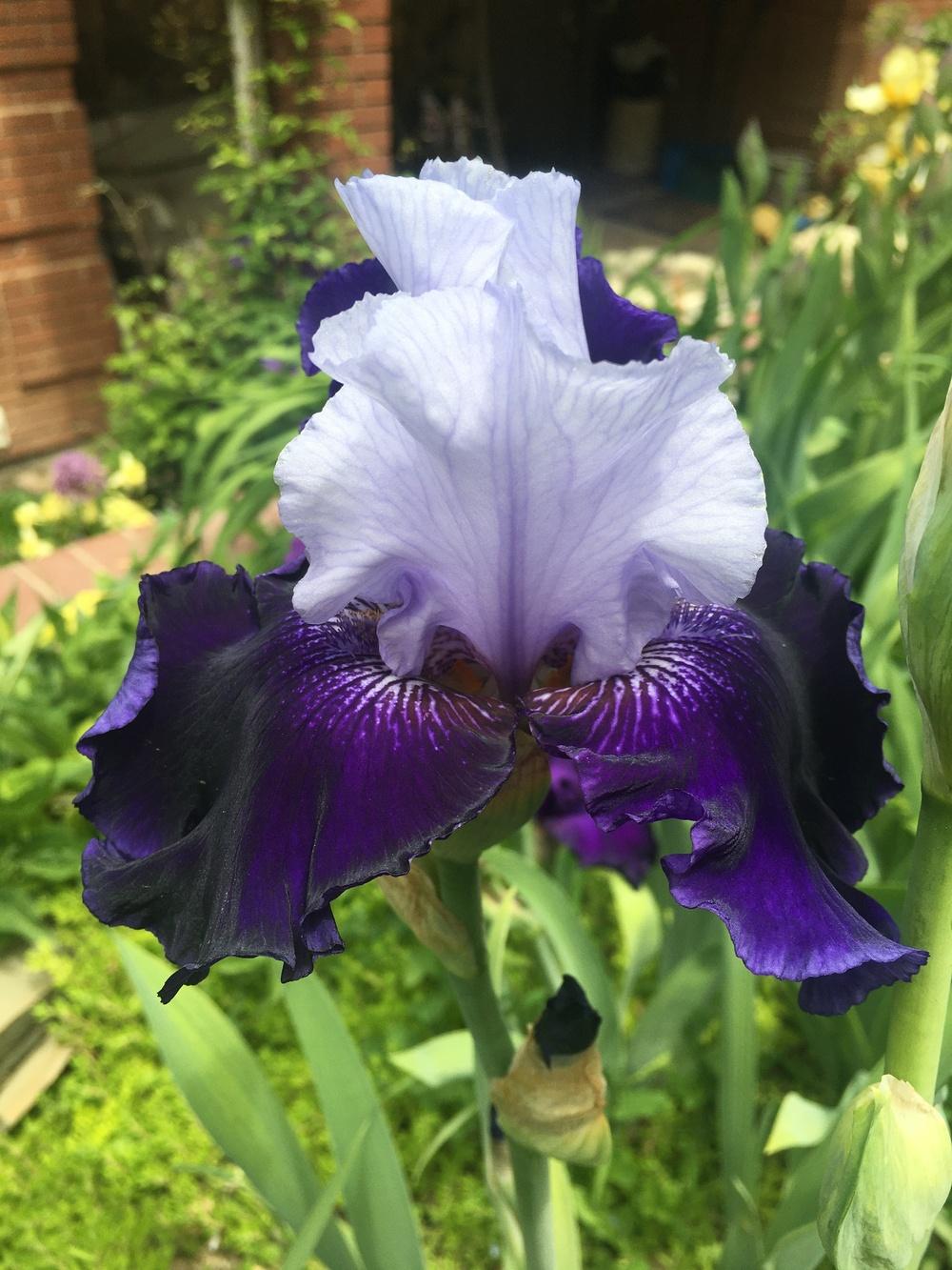 Photo of Tall Bearded Iris (Iris 'Best Bet') uploaded by SpringGreenThumb