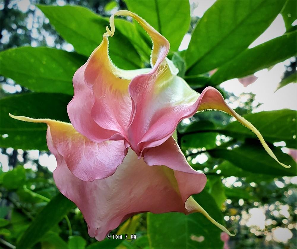Photo of Angel's Trumpets (Brugmansia) uploaded by Tom_F_GA