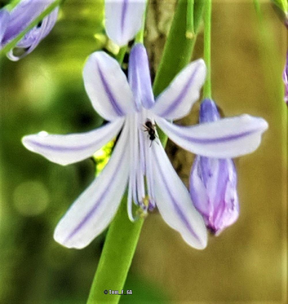 Photo of Lily of the Nile (Agapanthus africanus) uploaded by Tom_F_GA