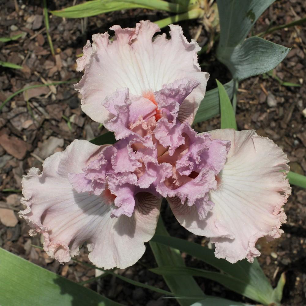 Photo of Tall Bearded Iris (Iris 'Bubblicious') uploaded by cinvasko