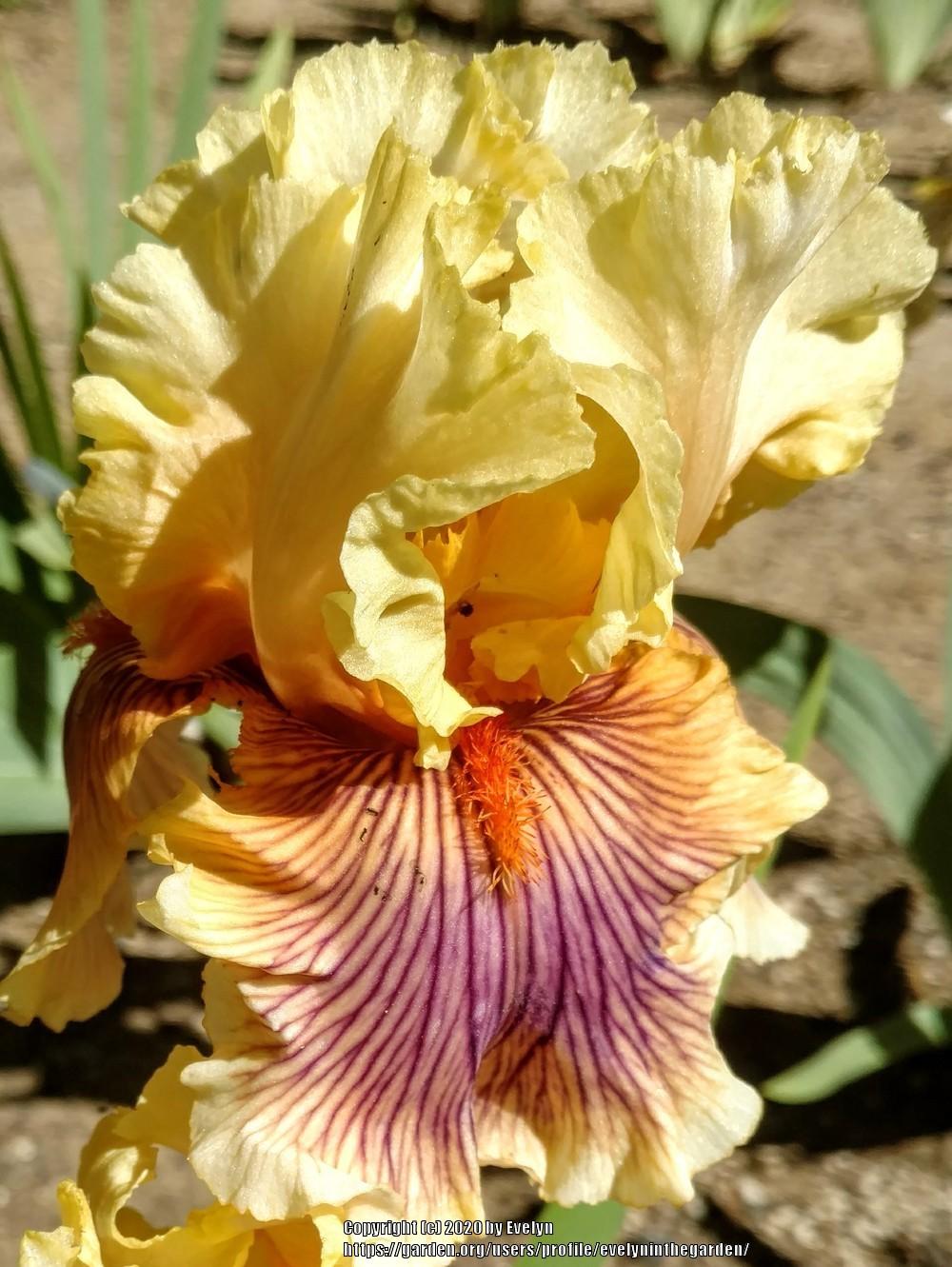 Photo of Tall Bearded Iris (Iris 'Dreamalot') uploaded by evelyninthegarden