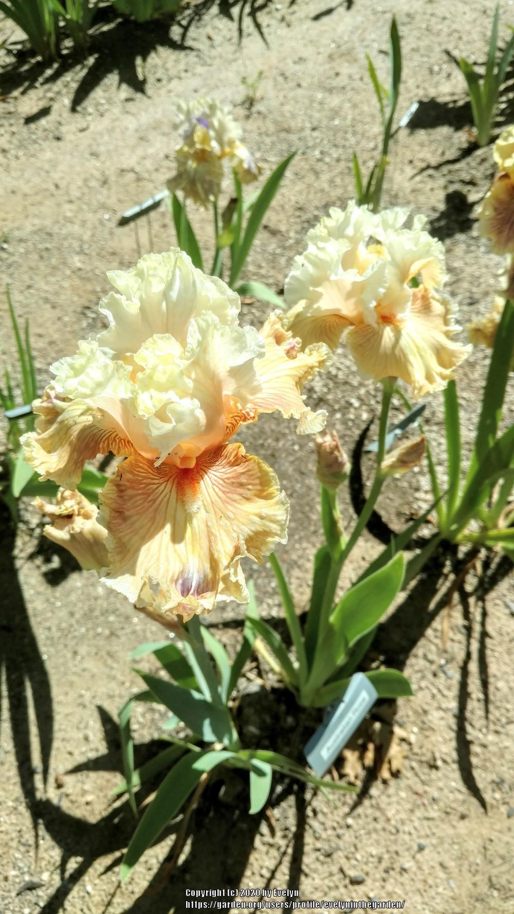 Photo of Tall Bearded Iris (Iris 'Australian Rosé') uploaded by evelyninthegarden