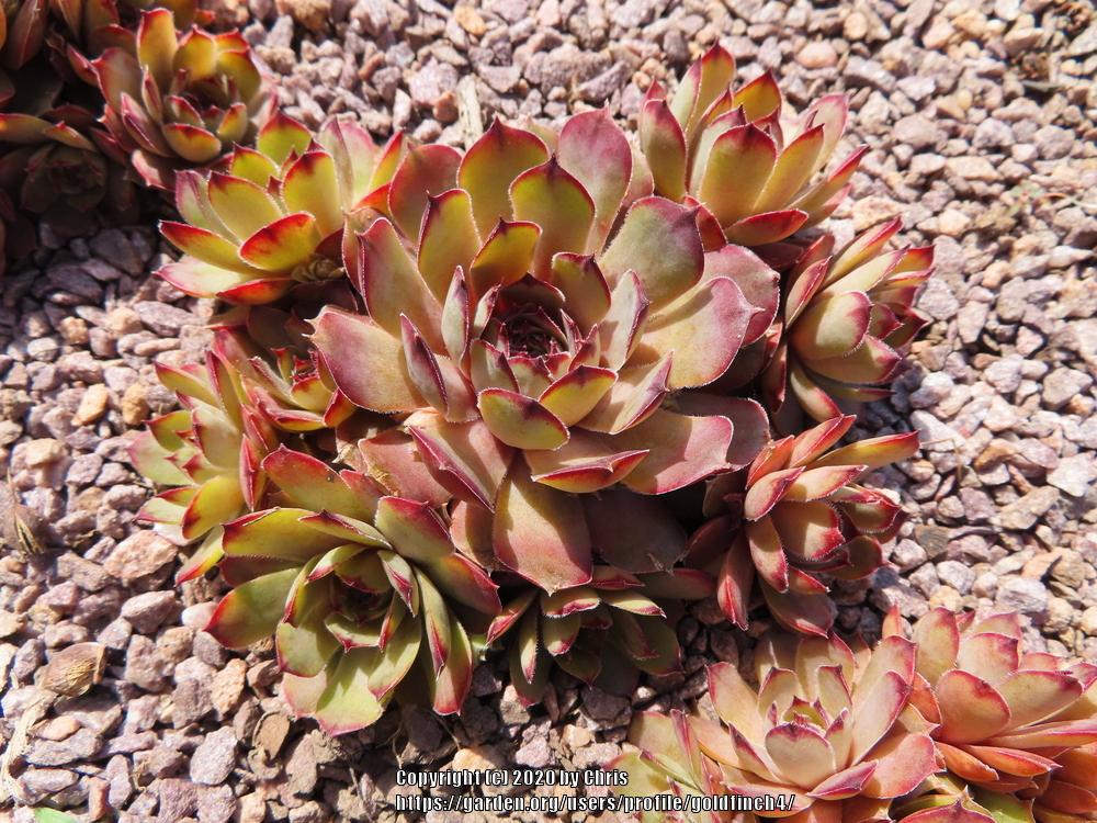Photo of Hen and Chick (Sempervivum 'Cockoo') uploaded by goldfinch4