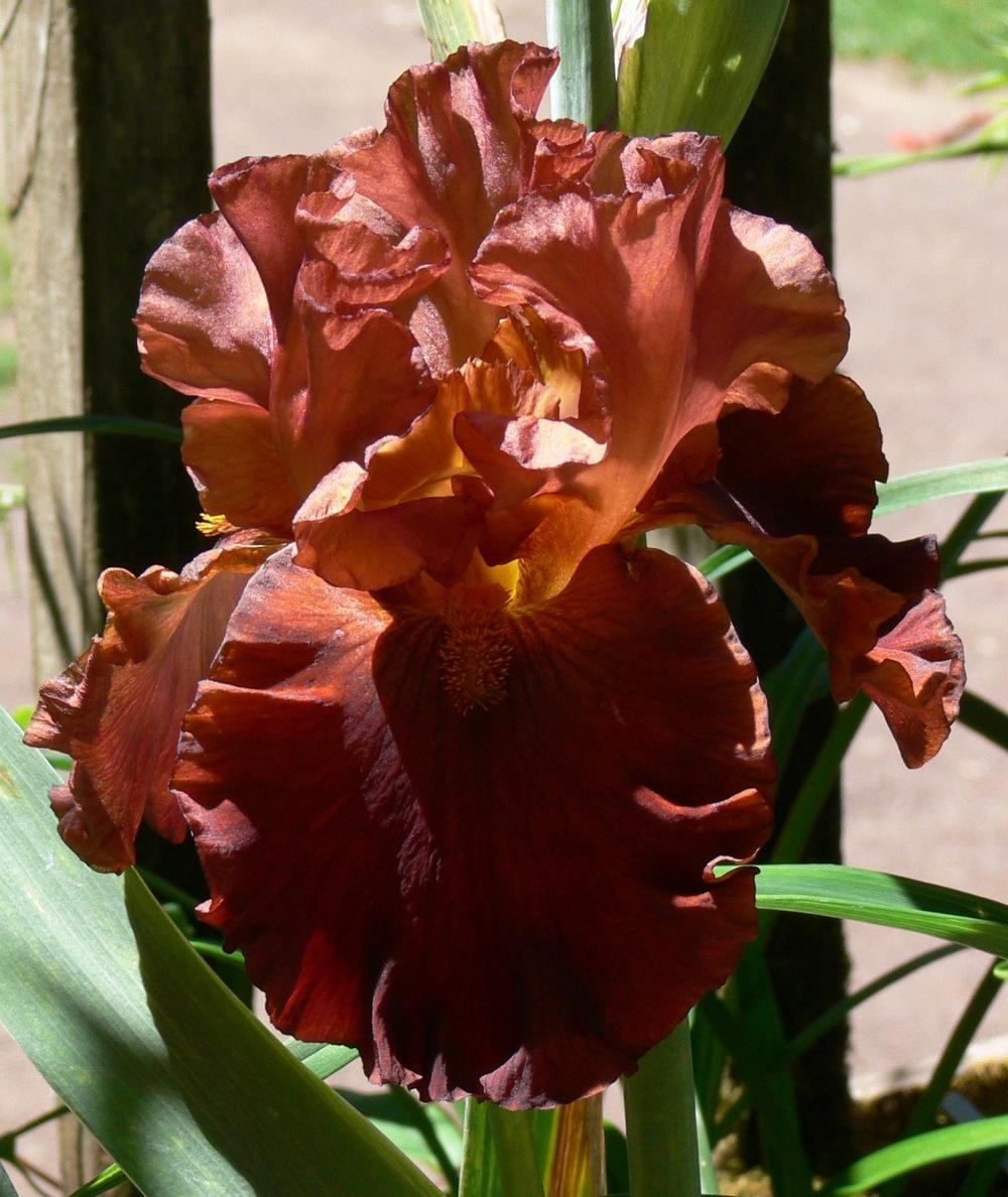 Photo of Tall Bearded Iris (Iris 'Chocolatier') uploaded by janwax