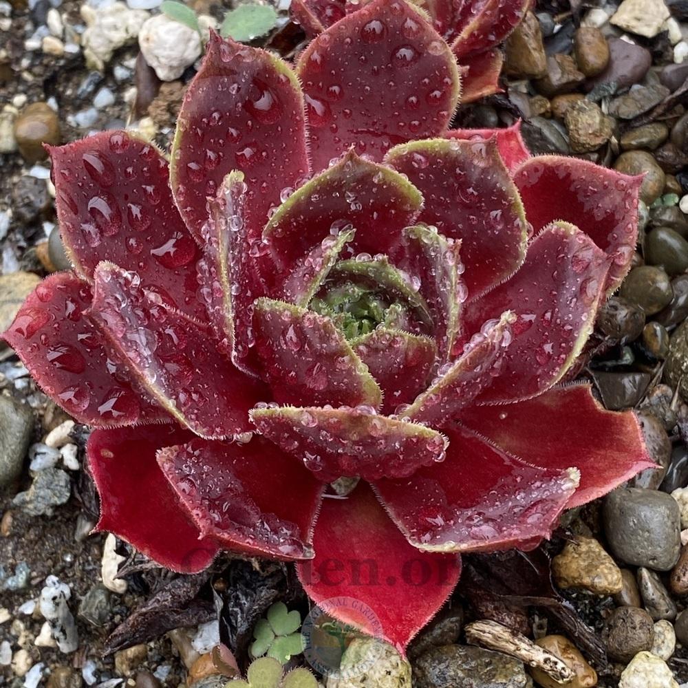 Photo of Hen and Chicks (Sempervivum 'Grunrand') uploaded by springcolor
