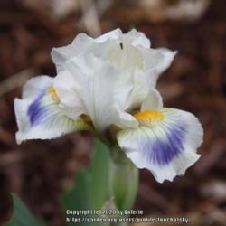 Location: My Garden, Ontario, Canada
Date: 2020-05-25
Sweet, little Miniature Dwarf Bearded Iris