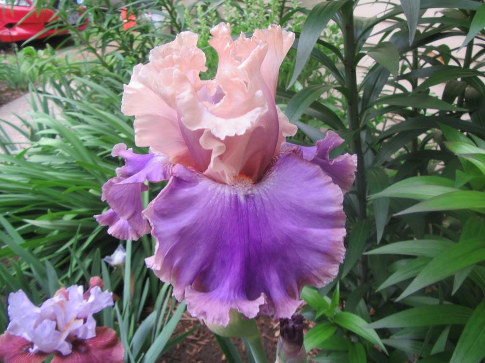 Photo of Tall Bearded Iris (Iris 'Highly Classified') uploaded by tveguy3