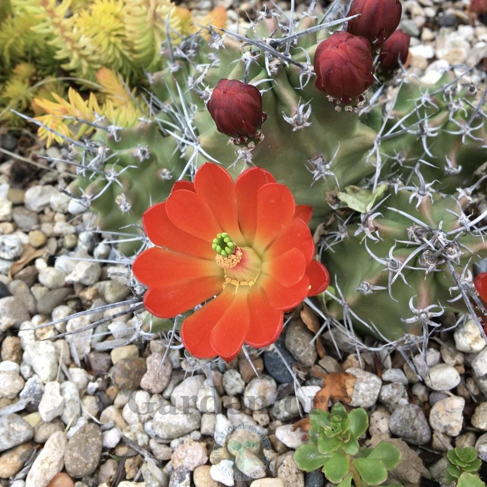 Photo of Claret-Cup Cactus (Echinocereus triglochidiatus subsp. triglochidiatus) uploaded by BlueOddish