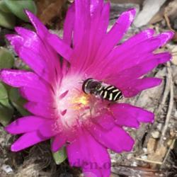 Location: South Jordan, Utah, United States
Date: 2020-05-26
#pollination #pollinator