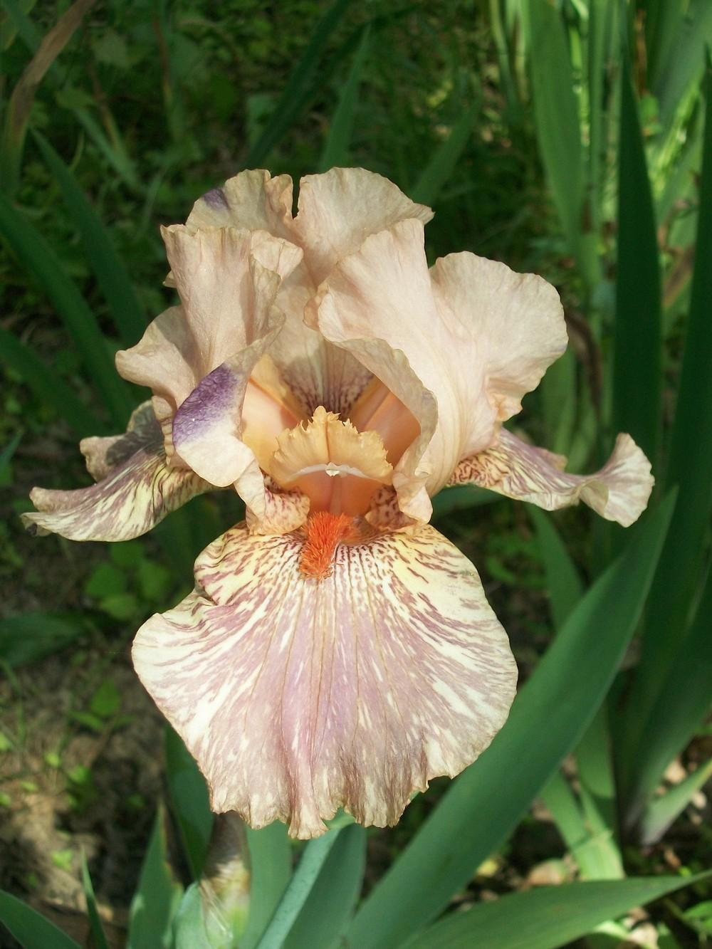 Photo of Tall Bearded Iris (Iris 'King Tush') uploaded by DonnaKribs