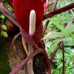 Location: My greenhouse, Florida
Date: 2020-05-25
Huge red spathe snow white spadix