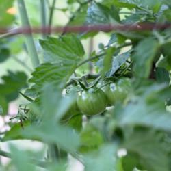Location: South Alabama
Date: 2020-05-25
Some green Black Cherry tomatoes on a young plant.
