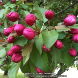 Location: Southern Maine
Date: May 2013
Rose red buds.