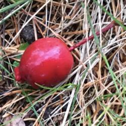 Location: Southern Maine
Date: 2019-11-11
Red elongated fruit (with red pulp!)