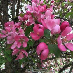 Location: Southern Maine
Date: 2016-05-22
In sun, rose color blooms open to pink.