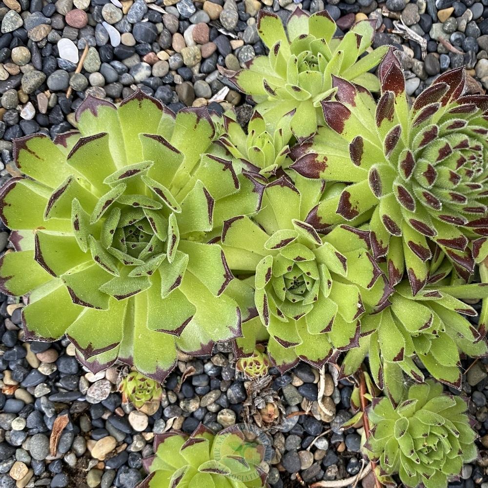 Photo of Hen and Chicks (Sempervivum 'Chocolate Dip') uploaded by Patty