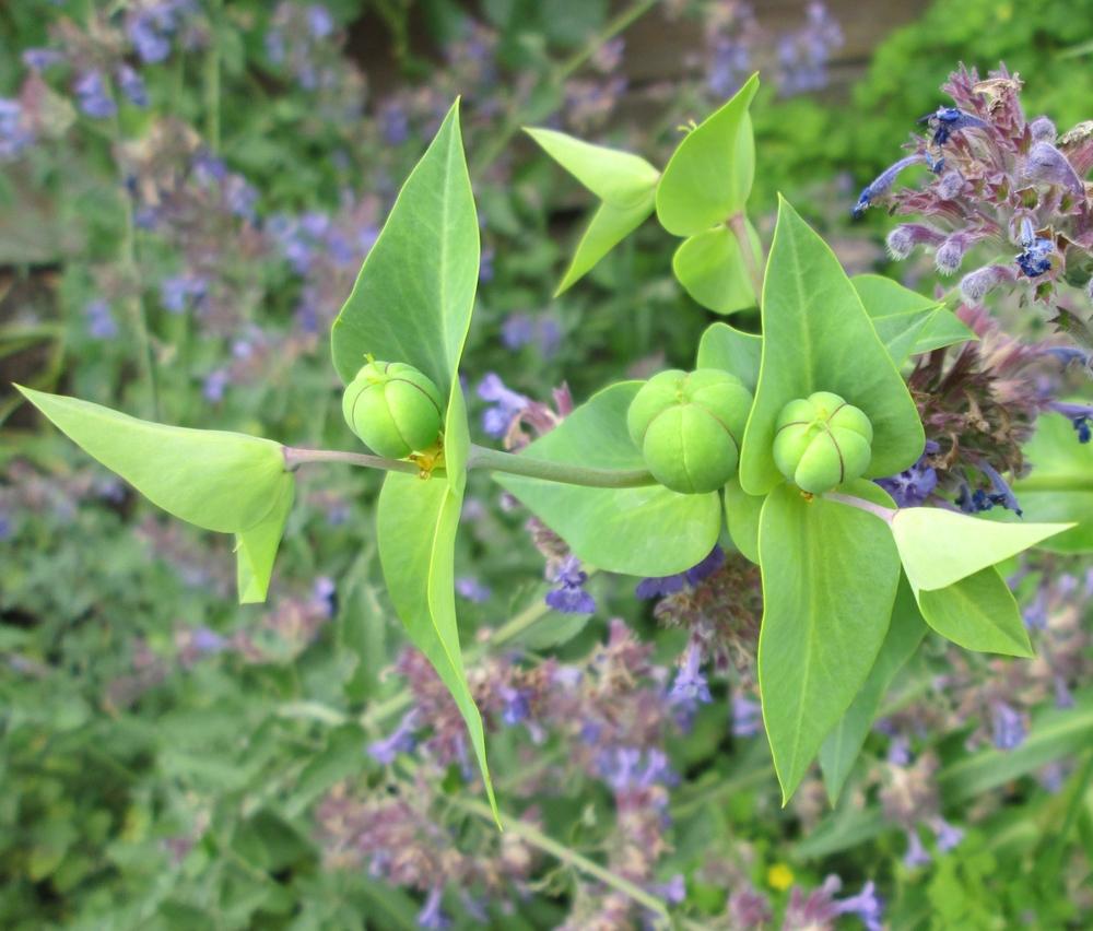 Photo of Gopher Spurge (Euphorbia lathyris) uploaded by lauribob