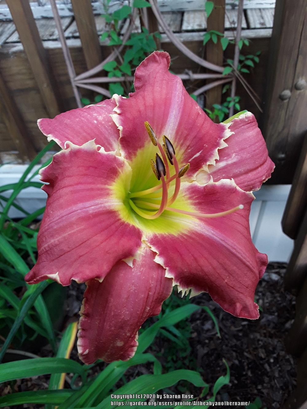 Photo of Daylily (Hemerocallis 'Tradition with a Twist') uploaded by Altheabyanothername