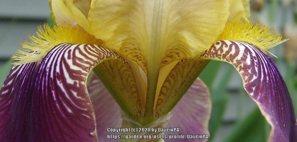 Photo of Tall Bearded Iris (Iris 'Sudan') uploaded by DaveinPA