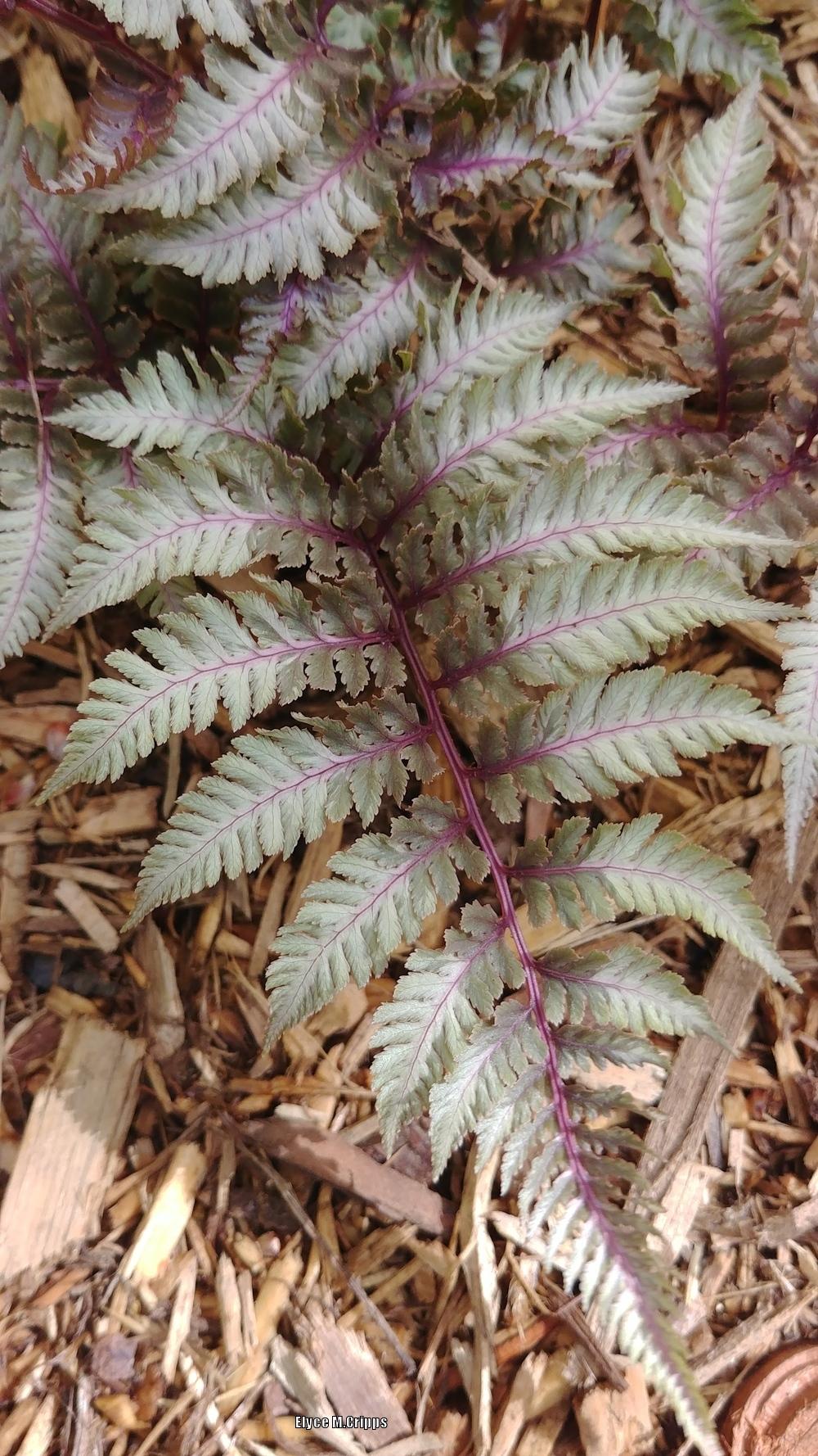 Photo of Japanese Painted Fern (Anisocampium niponicum) uploaded by ElyceC