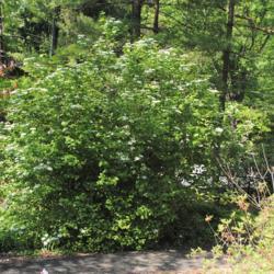 Location: Jenkins Arboretum in Berwyn, Pennsylvania
Date: 2020-05-26
full-grown shrub in bloom