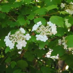 Location: Jenkins Arboretum in Berwyn, Pennsylvania
Date: 2020-05-26
flower clusters and spring foliage
