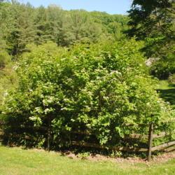Location: Jenkins Arboretum in Berwyn, Pennsylvania
Date: 2020-05-26
full-grown shrub in bloom