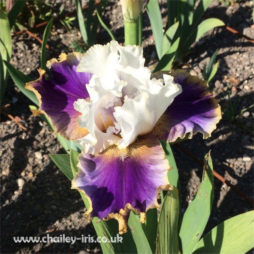 Photo of Tall Bearded Iris (Iris 'Dietmar Brixy') uploaded by jeffa