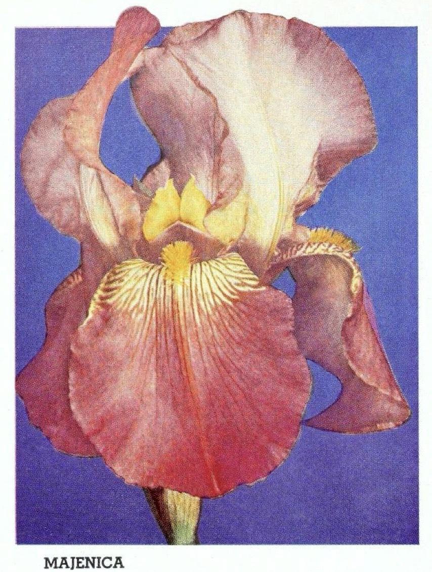 Photo of Tall Bearded Iris (Iris 'Majenica') uploaded by scvirginia