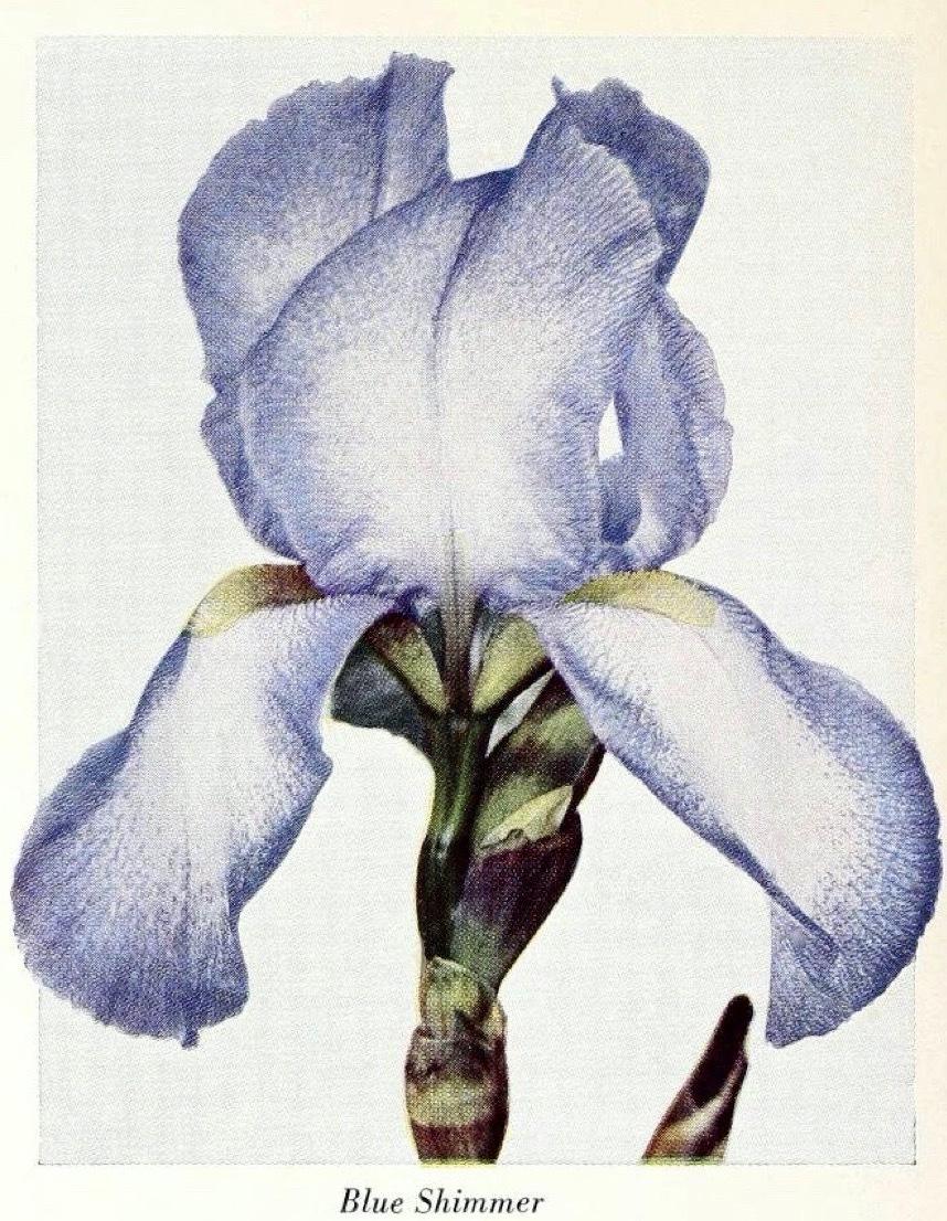 Photo of Tall Bearded Iris (Iris 'Blue Shimmer') uploaded by scvirginia
