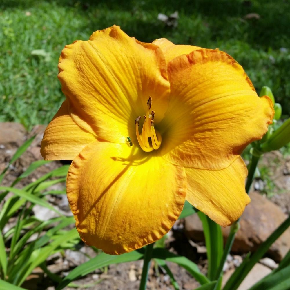 Photo of Daylily (Hemerocallis 'Calistoga Sun') uploaded by FAIRYROSE