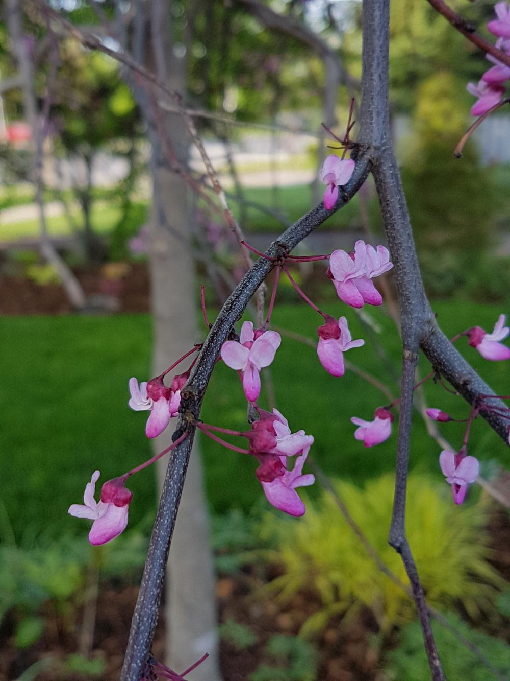 Photo of Eastern Redbud (Cercis canadensis 'Ruby Falls') uploaded by MissMew