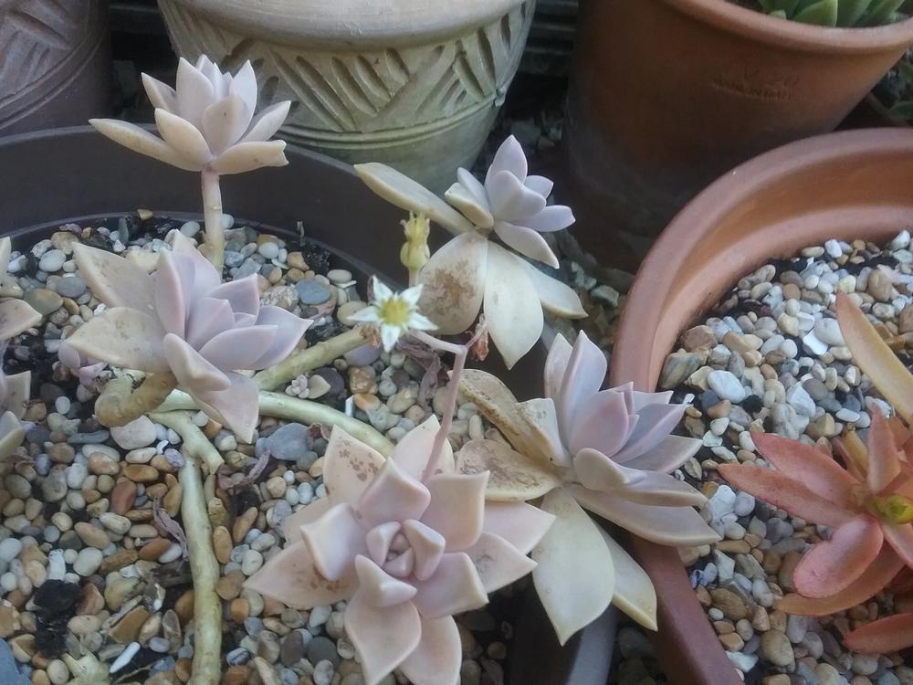 Photo of Ghost Plant (Graptopetalum paraguayense) uploaded by Oilagave