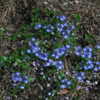 Vivid blue ground cover.  Great amongst pavers or perennials.