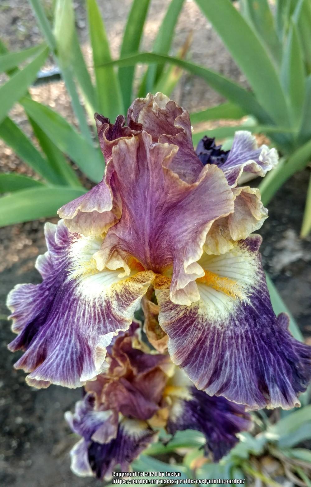 Photo of Tall Bearded Iris (Iris 'Luminate') uploaded by evelyninthegarden