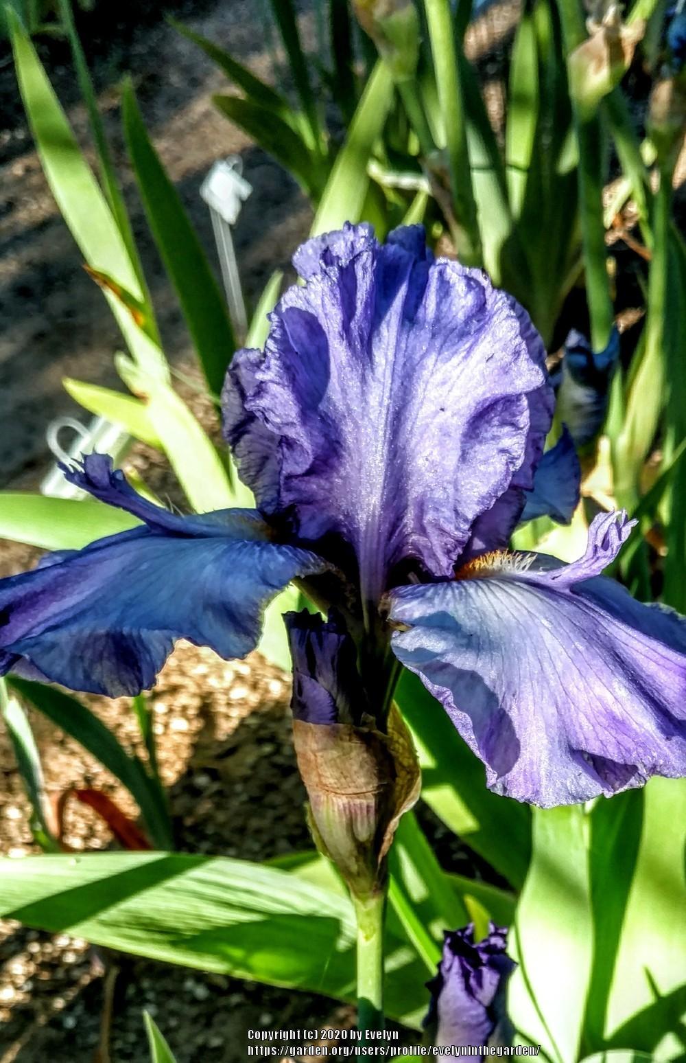 Photo of Tall Bearded Iris (Iris 'Special Feature') uploaded by evelyninthegarden