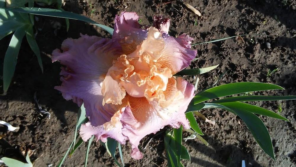 Photo of Tall Bearded Iris (Iris 'Tropical Delight') uploaded by scary1785