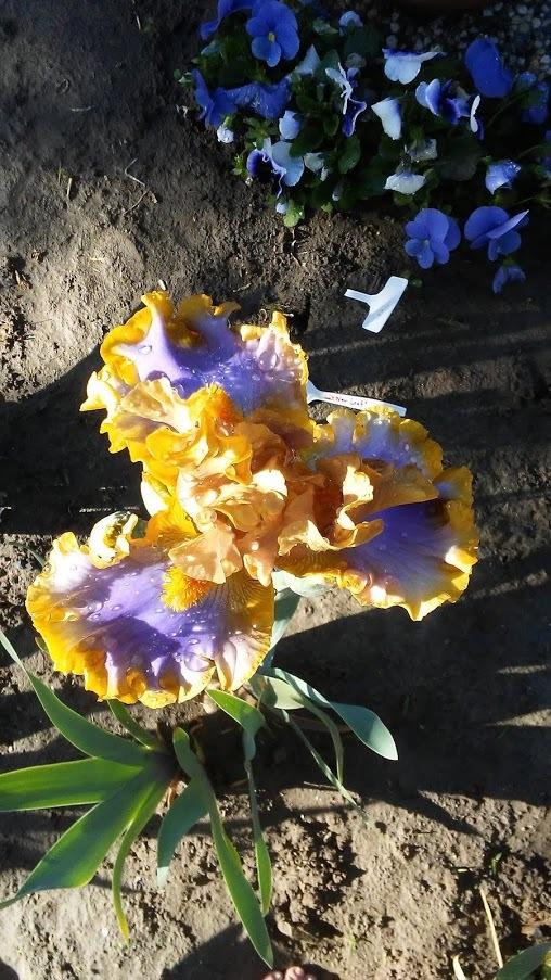 Photo of Tall Bearded Iris (Iris 'Western Edge') uploaded by scary1785