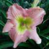 Container grown daylily