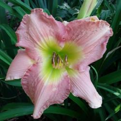 Location: My Caffeinated Garden, Grapevine, TX
Date: 2019-06-08
Container grown daylily