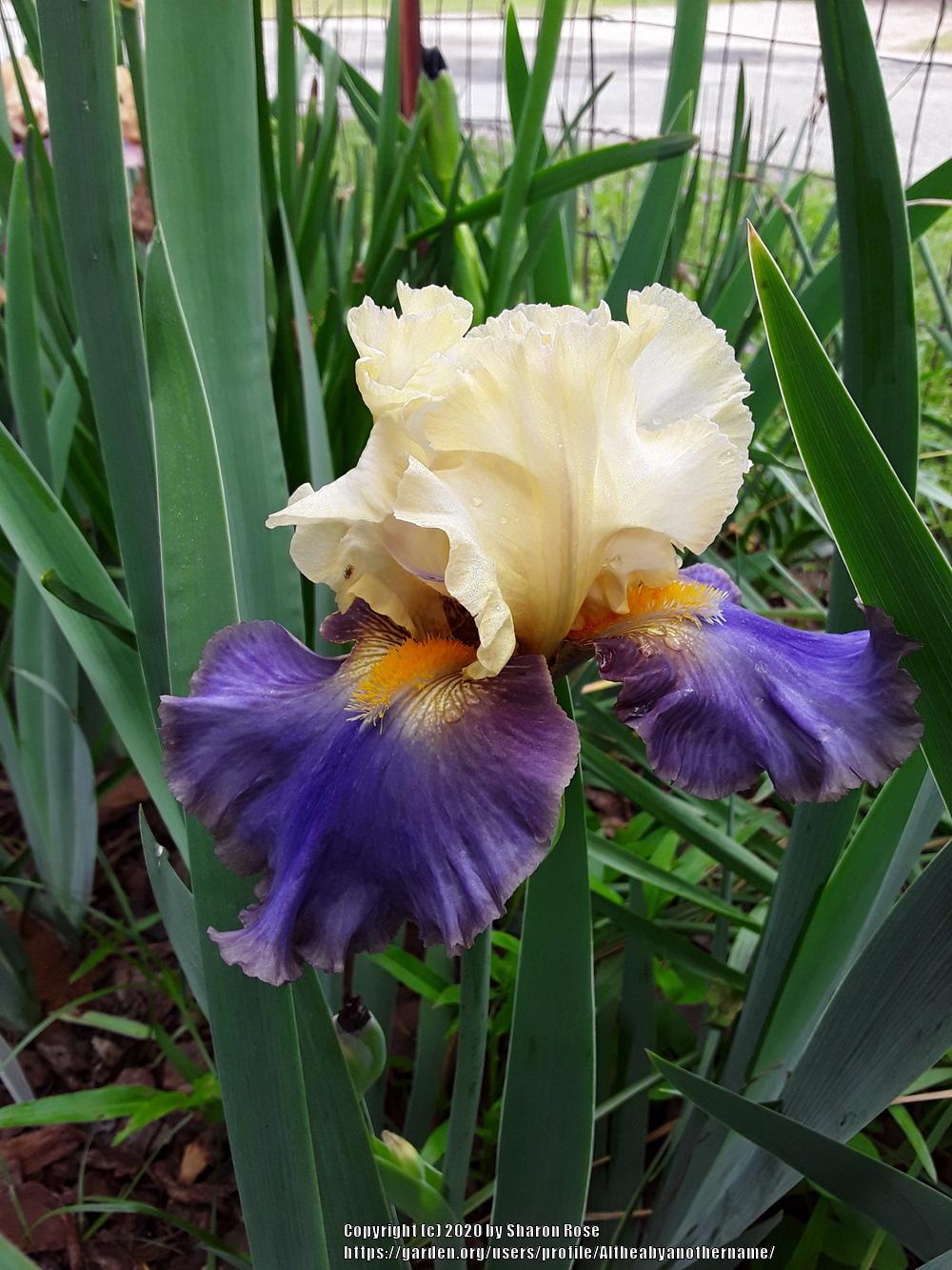 Photo of Tall Bearded Iris (Iris 'Style Traveller') uploaded by Altheabyanothername