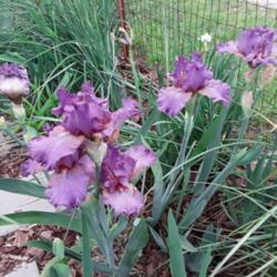 Location: My Caffeinated Garden, Grapevine, TX
Date: 2020-03-27
Gorgeous iris sturdy with beautiful flowers!