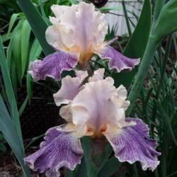 Location: My Caffeinated Garden, Grapevine, TX
Date: 2020-04-02
Gorgeous iris with great form and beautiful flowers!