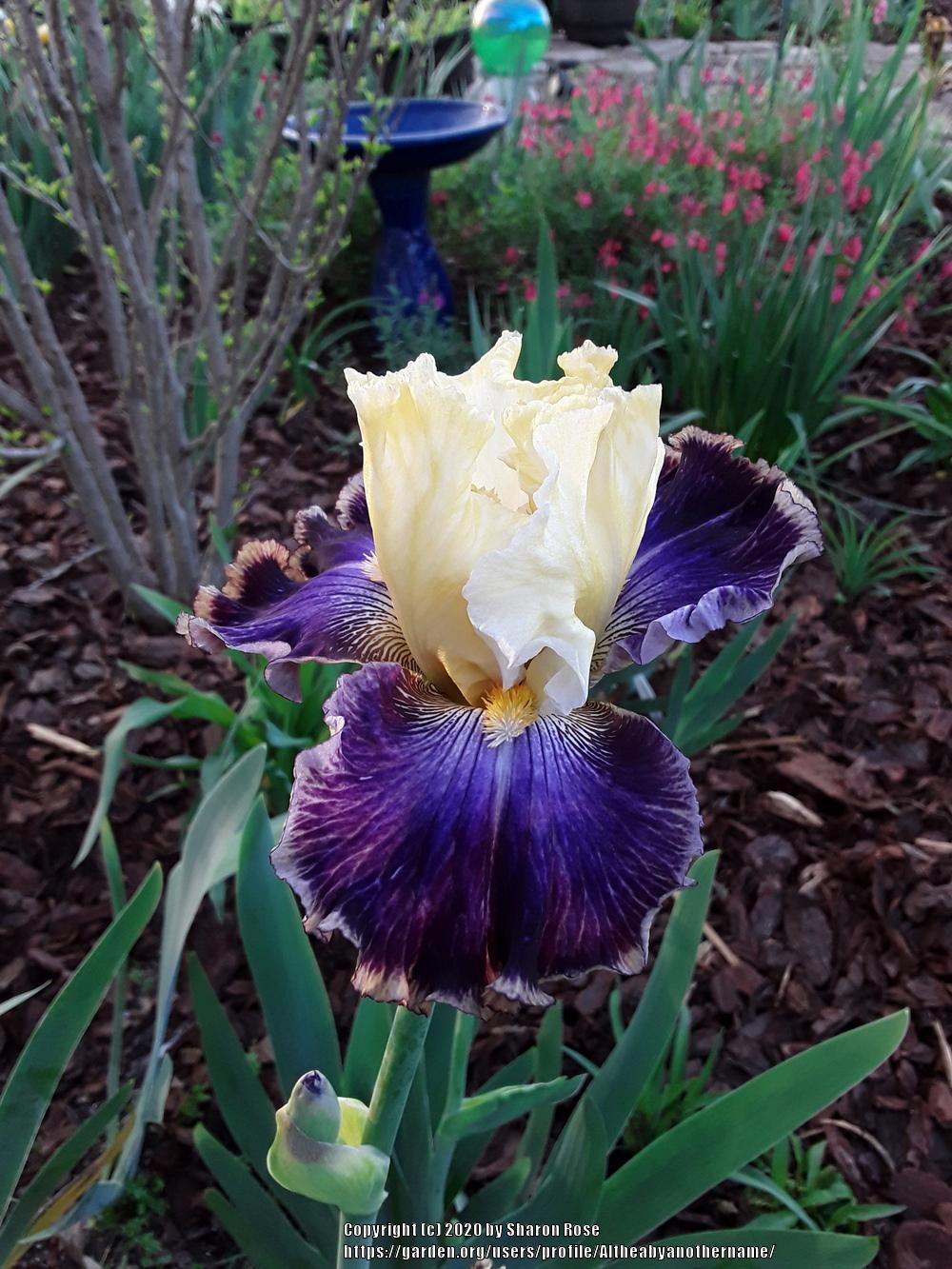Photo of Tall Bearded Iris (Iris 'Twin Cities') uploaded by Altheabyanothername