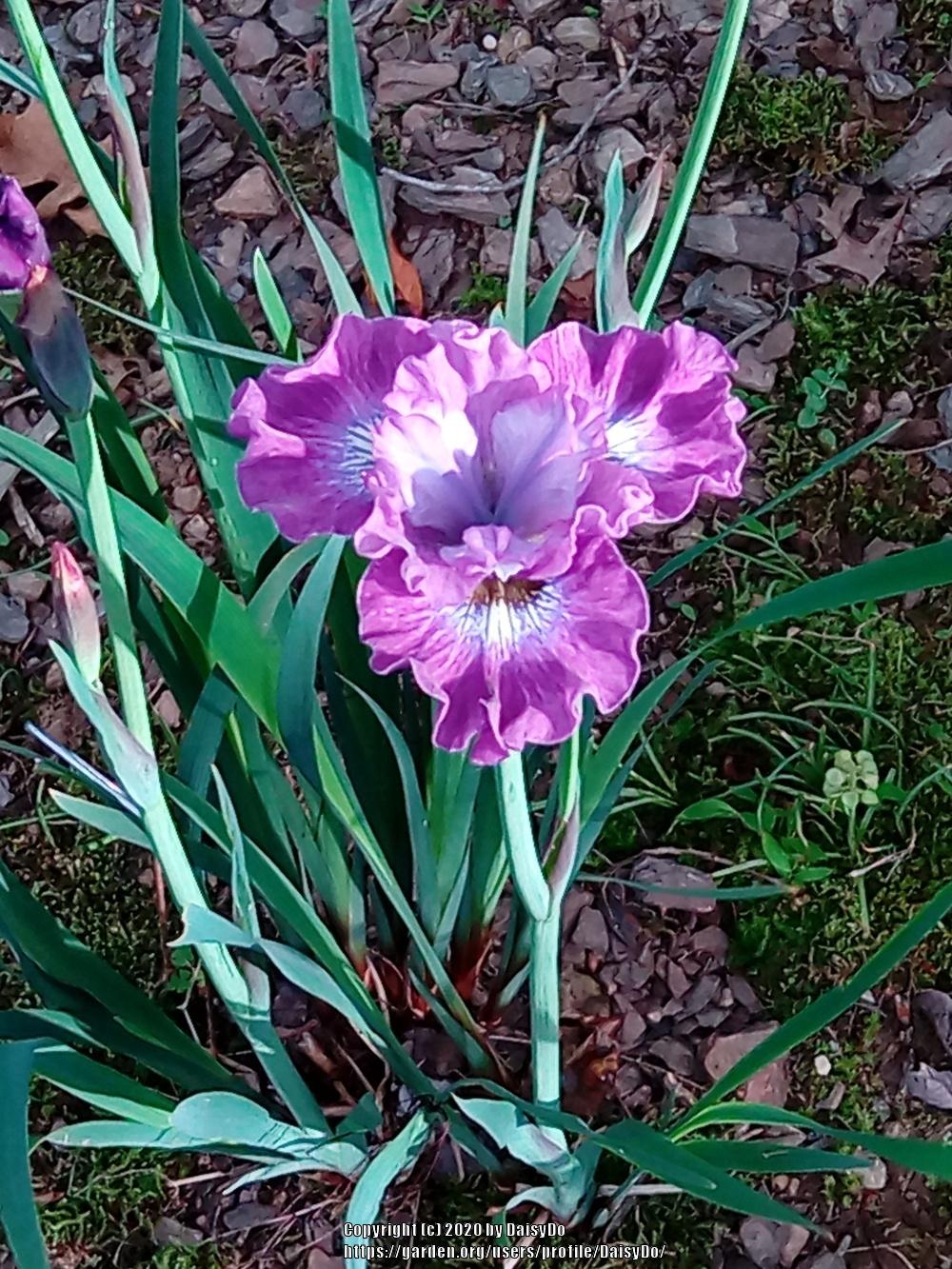 Photo of Siberian Iris (Iris 'Strawberry Fair') uploaded by DaisyDo