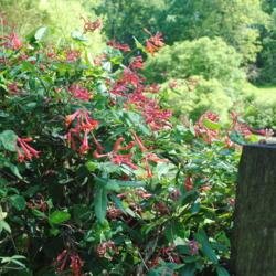 Location: Jenkins Arboretum in Berwyn, Pennsylvania
Date: 2020-05-26
vine in bloom