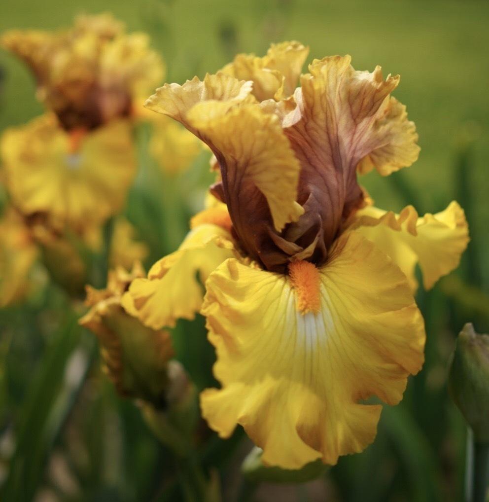 Photo of Tall Bearded Iris (Iris 'Overview') uploaded by Islandview