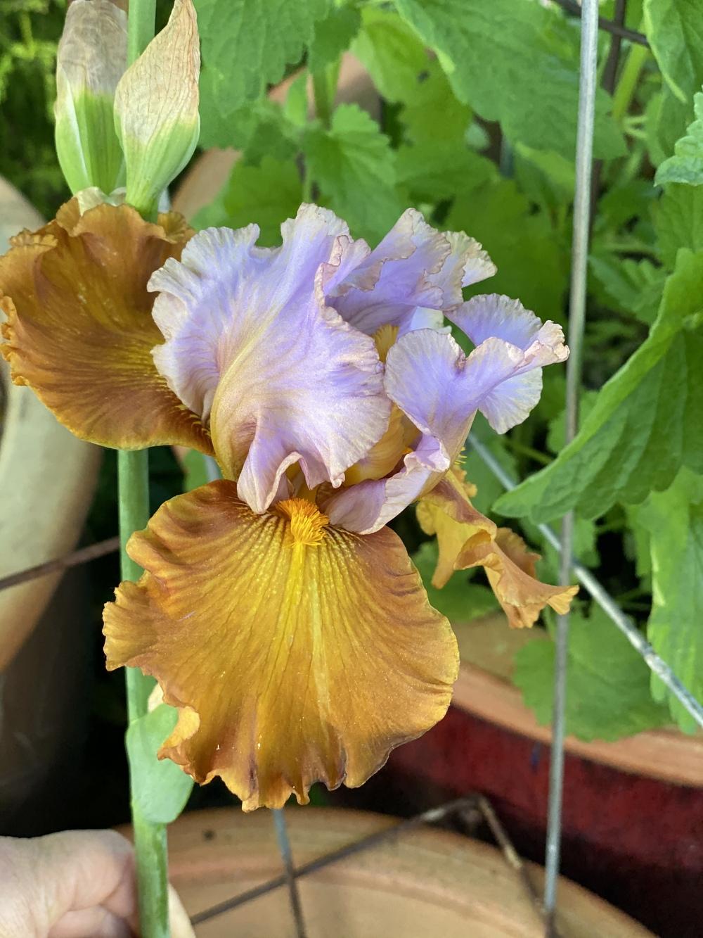 Photo of Tall Bearded Iris (Iris 'Instant Attraction') uploaded by Lisaf1121