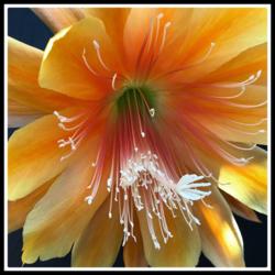 Location: Oregon 
Date: 2020-05-29
King Midas Epiphyllum
